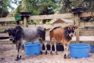 Miniature Cattle May be a Good Fit for a Small Farm